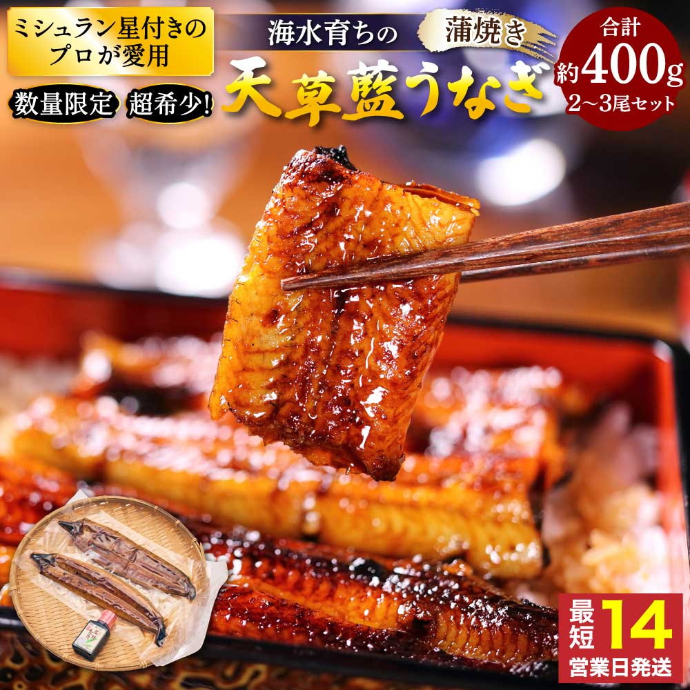【ふるさと納税】 【ミシュラン1つ星店 採用】 うなぎ 国産 〈数量限定〉海水育ちの天草藍うなぎ 蒲焼き 2〜3尾セット (計約400g) 鰻 ニホンウナギ 惣菜 熊本県産 九州 国産 冷凍 送料無料