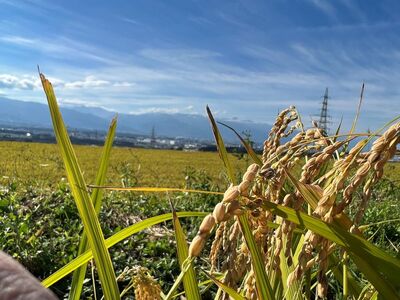 令和7年産 風さやか (稲架け天日干し) 3回定期便 信州塩尻産 無洗米 生米 直落ち米 5kg×1袋×3回合計15kg 2人暮らし 約3ヶ月分