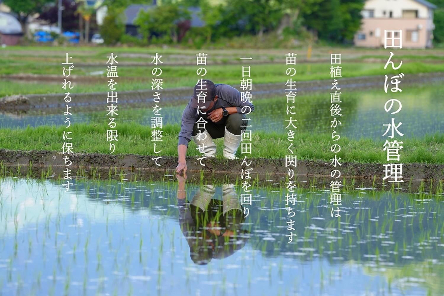 【定期便隔月お届け令和6年産新米予約】南魚沼食味コンクール3年連続優秀賞　減農薬特別栽培米5kg×6回　南魚沼塩沢産コシヒカリ