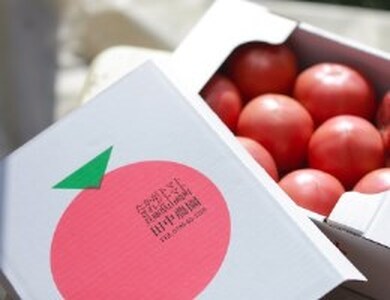 AP5 田中農園自慢のトマト1kgと缶詰とピューレーセット  【 とまと トマト トマトソース 非常食 保存食 野菜 セット 新鮮 】