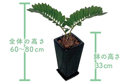 2026年6月中旬～発送 観葉植物 ザミア・プミラ 60cm～80cm ブラック 陶器鉢 専用受皿付 T&P 025-1402 観葉植物