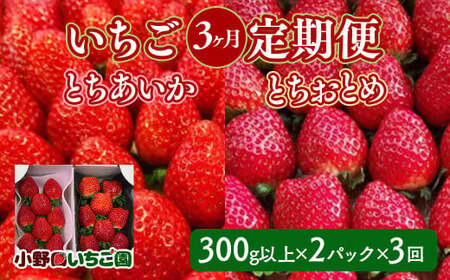 【定期便】＜いちご3ヶ月定期便＞先行受付 とちあいか とちおとめ 300g以上2パック計3回 | 完熟 ※2027年1月～発送
