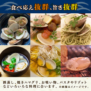 網元直送 九十九里産　活はまぐり　約2.0kg【配送不可地域：離島・北海道・沖縄県・東北・中国・四国・九州】【1363787】
