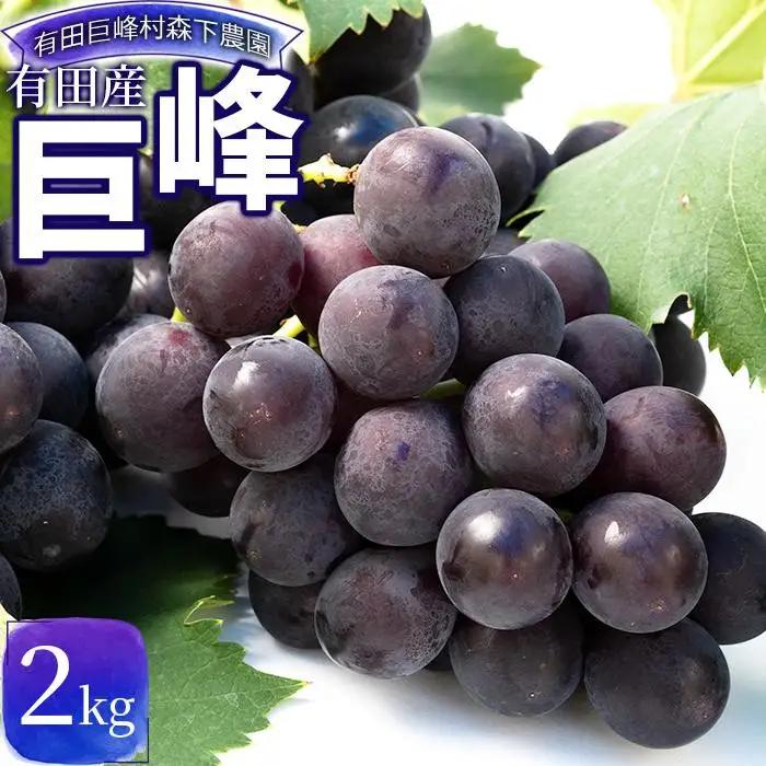 【先行予約】有田産 巨峰 約 2kg 巨峰村 森下農園 ぶどう 送料無料 フルーツ★2026年8月下旬から順次発送