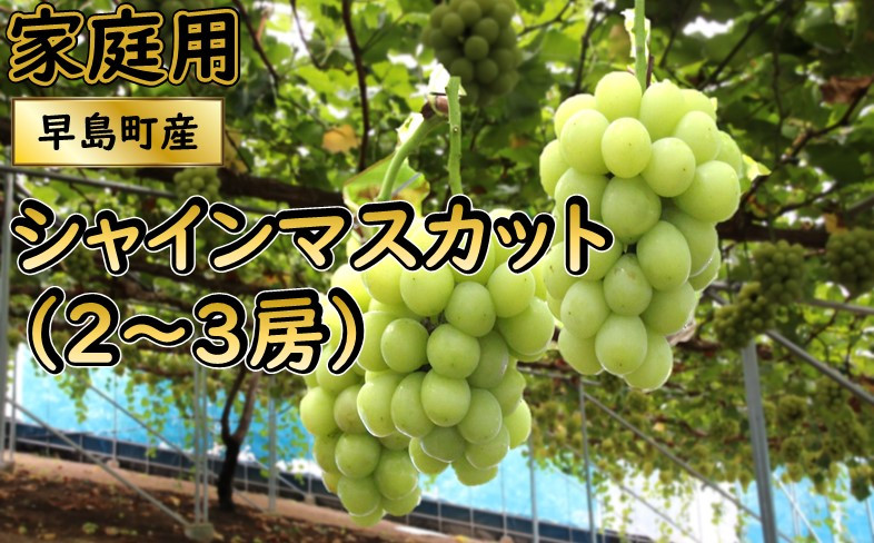 
            【家庭用】シャインマスカット（２～３房・2ｋｇ程度）（林果樹園）
          