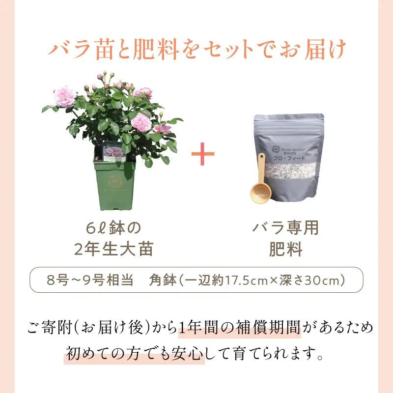【イングリッシュローズ】デビッド・オースチン グラハム・トーマス6L鉢苗（バラ専用肥料付）【025D-028】