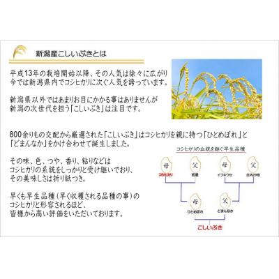 ふるさと納税 阿賀野市 【令和7年産】新潟産こしいぶき 5kg 白米 精米 コシヒカリ系 早生品種 井上米穀店 |  | 01