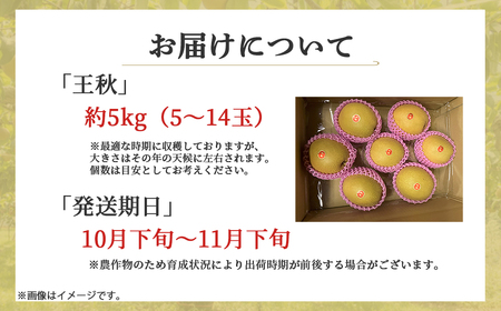 【期間限定】令和8年産 王秋 5kg（5～14玉） 倉吉産 福井果樹園 梨 王秋 ブランド梨 果物 フルーツ 和梨 先行予約 数量限定 詰め合わせ
