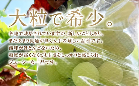 先行予約 雄宝  -ゆうほう- 1kg ぶどう フルーツ 福島県 田村市 
