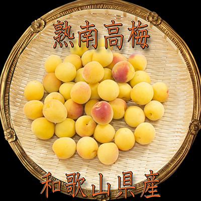 ふるさと納税 由良町 2027/6月より発送【梅干し・梅酒用】紀州和歌山の熟南高生梅2LorL-10kg