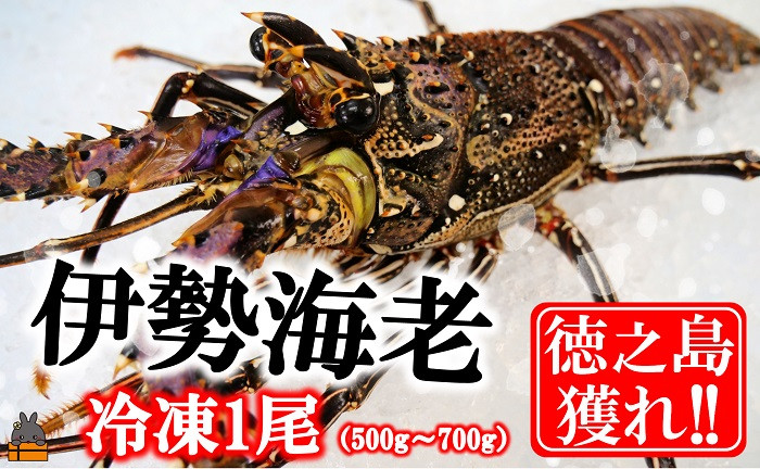 
            1813 新鮮なまますぐ冷凍!!徳之島産冷凍伊勢海老1尾（500g~700g） （ 伊勢えび イセエビ 伊勢えび 伊勢エビ えび エビ 海老 鍋 ご馳走 海の幸 料理 焼き 人気 海産物 家族 正月 お祝い ）
          
