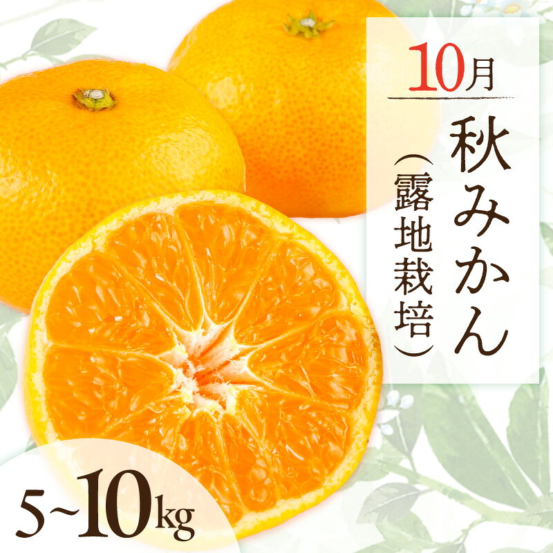【ふるさと納税】10月の御浜柑橘 秋みかん 5～10kg │ 極早生 露地栽培 光センサー選果 国産 柑橘 フルーツ 果物 夏 秋 旬 食品 産地直送 期間限定