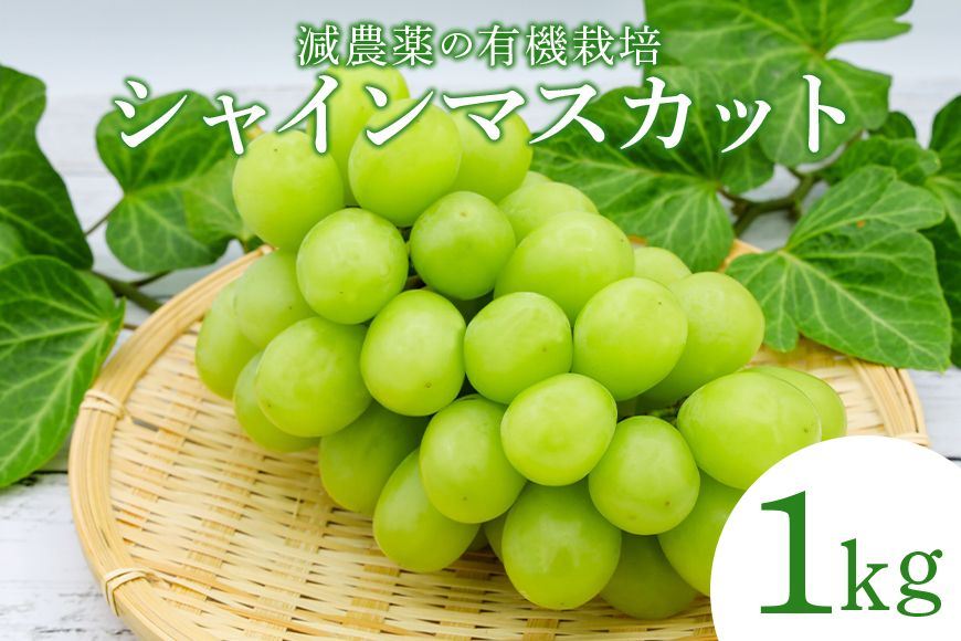 【数量限定 / 先行予約】 シャインマスカット 1kg ぶどう ブドウ 葡萄 果物 フルーツ 国産 【8月25日～発送予定】 70-I