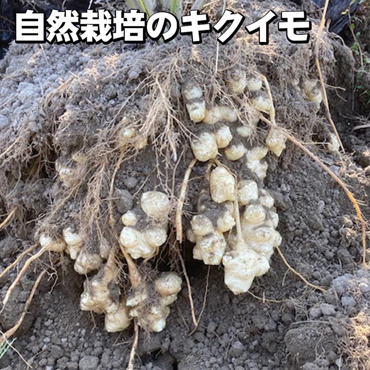 【ふるさと納税】＼選べる内容量／【期間限定】自然栽培のキクイモ 3.5kg 7kg 京都 亀岡産 かたもとオーガニックファームよりお届け《菊芋 野菜 産地直送 国産 健康 食品 ダイエット 芋》 ※離島への配送不可 ※2025年11月上旬～2026年3月下旬頃に順次発送予定