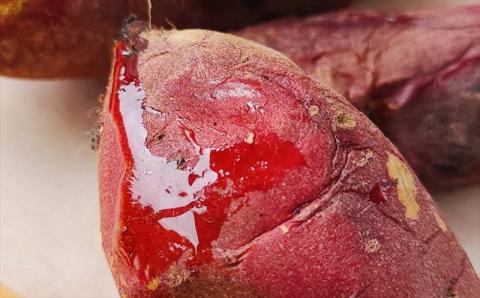 【先行予約・11月～発送】さつまいも 紅あずま 5kg 新潟県柏崎産 はまたろう【数量・期間限定】[ZB570]