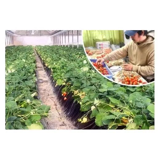 やさしさ仕立ての とちあいか 300g×2P 【2027年先行予約】 栃木県 矢板市