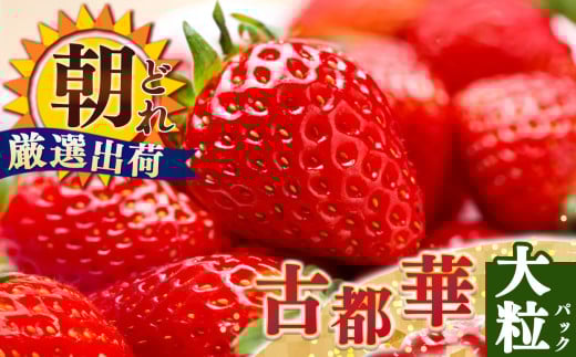 ジューシー  平群 の 古都華 いちご 4L or 5L サイズ（1種×2パック）苺屋小東 | 先行予約 フルーツ 果物 くだもの ブランド いちご 苺 古都華 ことか 大粒 甘い 大人気 満足 希少 希少品種 ストロベリー 美味しい 品種 特徴 糖度 1月 2月 発送 旬 送料無料 濃厚 香り 果汁 味わい深い お取り寄せ 産地直送 名産地 奈良県 平群 町