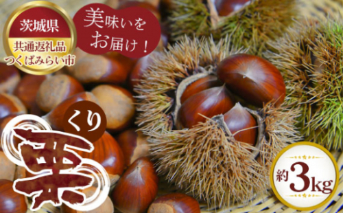 No.300 【先行予約】栗　約3kg【茨城県共通返礼品 つくばみらい市】 ／ 旬 新鮮 くり クリ 果物 フルーツ 茨城県 特産品