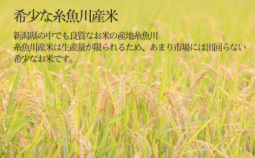 【令和8年産新米】新潟県産こしいぶき『臼玉米』5kg×10回 合計50kg 2026年産 木島米穀店【新潟県 糸魚川市 米 お米 白米 こめ コメ コシイブキ ご飯 ライス ふるさと納税米 お弁当 お