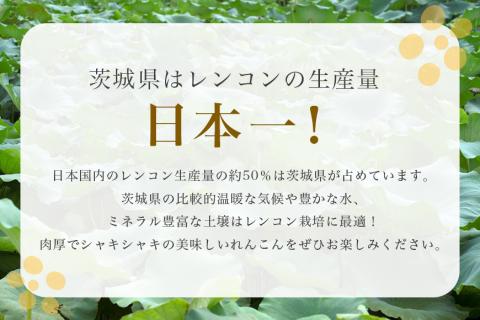 野口誠の蓮根 約4kg れんこん レンコン 蓮根 野菜 国産 期間限定 57-A