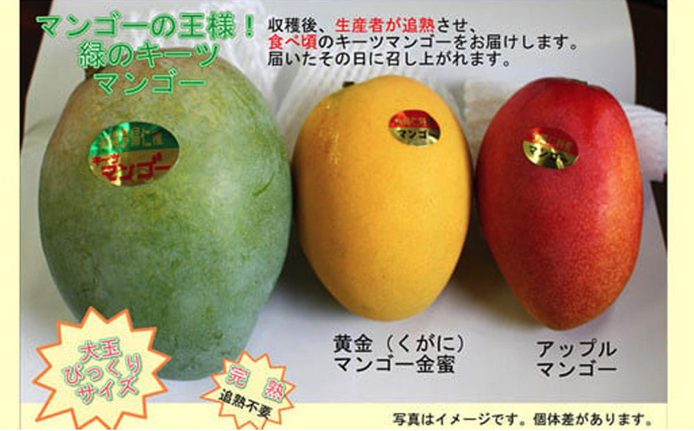  緑のキーツマンゴー1.5㎏【2025年8～9月頃発送】生産者直送