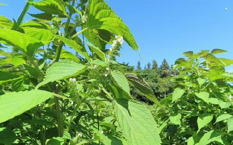 【3回定期】毎日エゴマで健康！ エゴマ油 2本セット 定期便 【2ヵ月に1回お届け】 食用油 調味料 エゴマ えごま 健康 無添加圧搾 国産 ギフト 贈答 プレゼント 福島県 田村市 ふくしま たむら