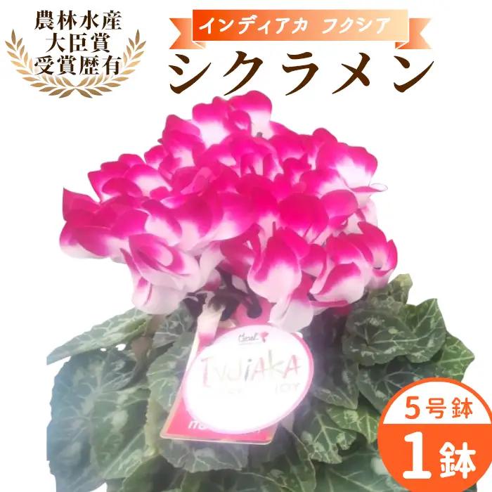 《予約品》シクラメン インディカ 色：フクシア 農林水産大臣賞受賞歴あり 愛知県産 シクラメン ５号鉢  花  プレゼント 贈り物 鉢花 鉢 ガーデン ガーデニング 愛知県産 クリスマス  -272
