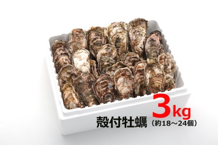 オレの牡蠣アミスイ 殻付牡蠣 3kg｜朝どれ 生食用 生がき 生ガキ かき 大粒 貝 シーフード オイスター 海鮮 魚介類 濃厚 バーベキュー BBQ カンカン焼き おおたけカキ 特大サイズ 広島県産 大竹市 玖波 宮島 瀬戸 国産 産地直送 [1806]