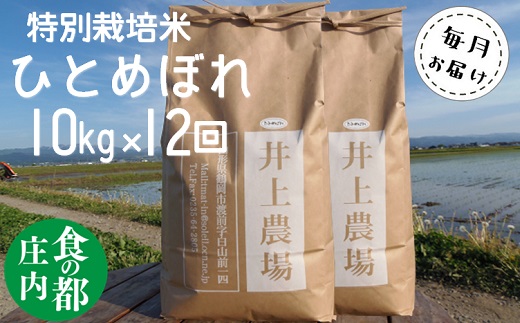 食の都庄内　【定期便12回】井上農場の特別栽培米ひとめぼれ10kg×12回 [NY2-126(産直出前便)]
