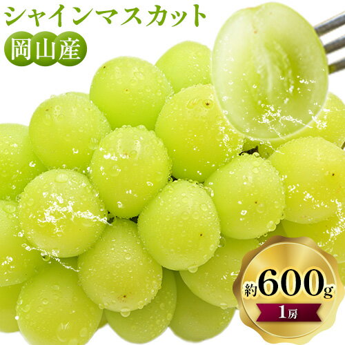 【ふるさと納税】シャインマスカット 約600g (大1房)【配送不可地域あり】 ぜきお農園《2025年9月下旬-11月上旬頃出荷》ブドウ 送料無料 岡山県 浅口市 シャインマスカット ぶどう フルーツ 果物