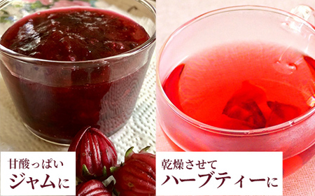 【先行受付】生ローゼル約１キロ - 2025年11月以降順次発送 ハイビスカスローゼル フレッシュ ハーブ ビタミン ミネラル クエン酸 アントシアニン ポリフェノール 国産 沖縄県産 沖縄県 八重瀬