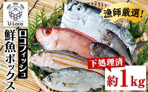 P78001 漁師厳選！ロコフィッシュ(地魚) 下処理済 鮮魚 ボックス(約1kg)地魚 魚 お魚 冷蔵 生もの 加工品 未利用魚 低利用魚 焼き魚 焼魚 刺し身 刺身 煮魚 届くまでのお楽しみ 鮮魚