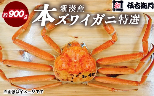 【伍右衛門】[特選]新湊産本ズワイガニ約900g｜海の幸 海鮮 お祝い 集まり メニュー 冬の味覚 茹でたて 新鮮 国産 富山県産 ※2026年11月～発送 ※発送まで1か月以上かかる場合があります。