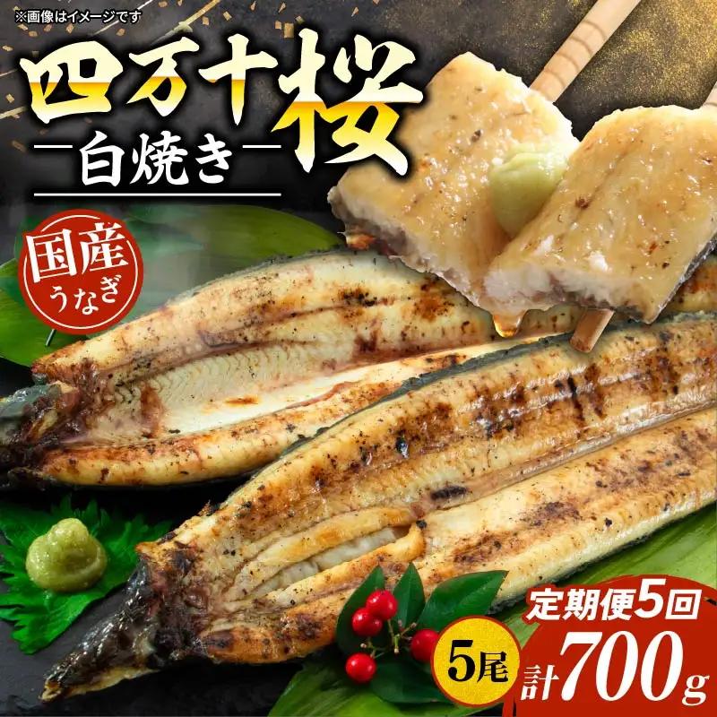 【贈答用】【5回定期便】極上国産うなぎ四万十桜 白焼き約140g×5尾 | うなぎ 鰻 ウナギ 白焼き 定期便 国産 四万十鰻 ウナギ 蒲焼き 調理済み タレ付き 頒布会 ギフト（お歳暮/お正月）高級 お取り寄せ グルメ 食べ比べ 冷凍