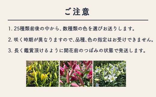 【早期予約】長引野丘陵 花の里 オリエンタルハイブリッド｜ゆり 切花 ※2026年6月～発送