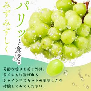 ＜2026年秋発送分先行予約＞大人気！復活！伊達市産 シャインマスカット 約1.5kg (2～4房)フルーツ 果物 ぶどう マスカット デザート 福島県 伊達市  F20C-657