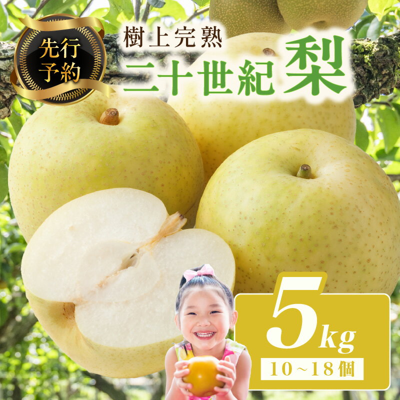 【ふるさと納税】農家直送【先行予約】★樹上完熟 二十世紀梨 5kg(10～18個)（2026年8月下旬～発送） 果物 フルーツ 梨 5kg 先行予約 20世紀梨 梨 国産 5kg 期間限定 ふるさと納税 フルーツ ふるさと納税 なし ふるさと納税 梨 果樹園直送 生産者応援 農家応援