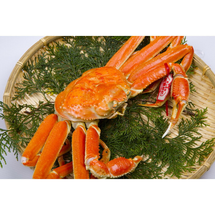 【ふるさと納税】1035.鳥取県産　タグ付きボイル松葉ガニと活松葉ガニの欲張りフルコース特大2枚セット　(900g～1kg)　※2025年11月上旬～2026年3月下旬頃に順次発送予定 | 蟹 かに 松葉ガニ 松葉蟹 訳あり カニみそ 味噌 国産 家庭用 鳥取県産 北栄町 おすすめ 人気