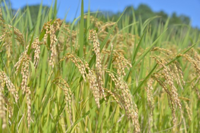 自家産の米と岩手山の名水で醸す美味しいどぶろくです。