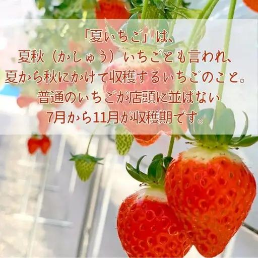 【2026年先行予約】山梨の夏秋いちご　ご家庭用 200ｇ× 4パック