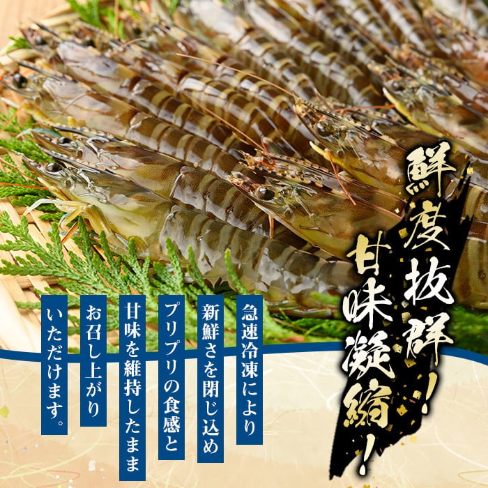 冷凍クルマエビ計1kg(25g×10尾×4袋) 国産 九州産 鹿児島産 魚介 魚 旬 鰤 ブリ ぶり ハマチ はまち 刺身 お刺身 海鮮丼 漬け丼 ブリ大根 ぶりしゃぶ しゃぶしゃぶ 鍋 お鍋 カマ 