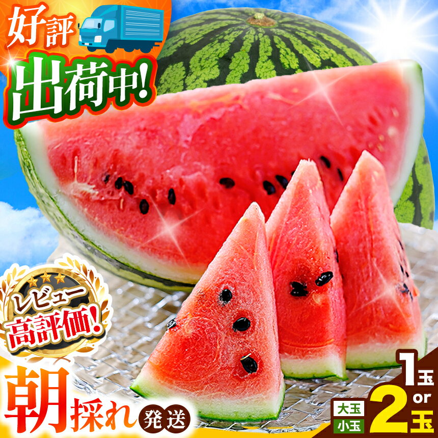 【ふるさと納税】 小玉スイカ順次出荷中 | 売切御免 | ★4.6以上 大玉 小玉 スイカ 赤色 1玉 2玉 すいか or 訳ありスイカ 【 2026年 4月中旬 〜 6月末 頃まで順次発送 】西瓜 果物 フルーツ 熊本県 和水町 くまもと 産地直送 農家直送 石原農園 美味 朝摘み 野菜 オススメ
