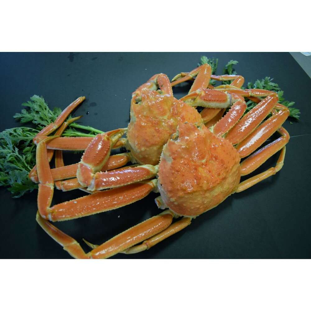 【ふるさと納税】＜選べる＞＜11月中旬～2月末頃順次配送予定＞＜数量限定＞タグ付きだけが松葉じゃない!!茹で松葉がに(足欠2尾/約1.3～1.4kg)