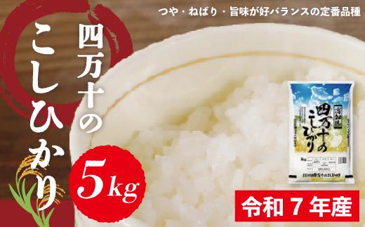 米 5kg 【 令和7年産 】 四万十 の こしひかり 国産 1等米 予約 コシヒカリ 精米 お米 白米 ごはん ご飯 おいしい ふっくら もちもち 高知県 高知 四万十市 しまんと 土佐