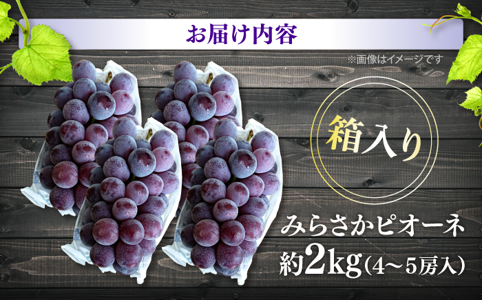 【2026年先行予約】みらさかピオーネ（露地栽培）2kg 4から5房入 ＜8月下旬頃から順次発送＞ フルーツ ギフト ピオーネ ぶどう 果物 三次市/みらさかピオーネ直売所 [APBE004]