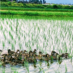 アイガモ栽培米 (玄米) とロハ酒飲み比べセット｜米 こめ ごはん 地酒 日本酒 にごり酒 [0069]