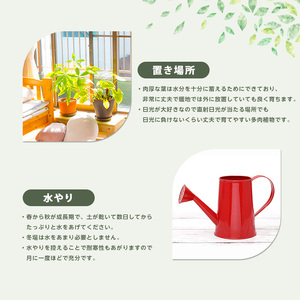 2026年3月上旬～発送【観葉植物】アガベ・ベネズエラ 40cm～60cm Green Base IB003-015 観葉植物 ※北海道・沖縄・離島配送不可
