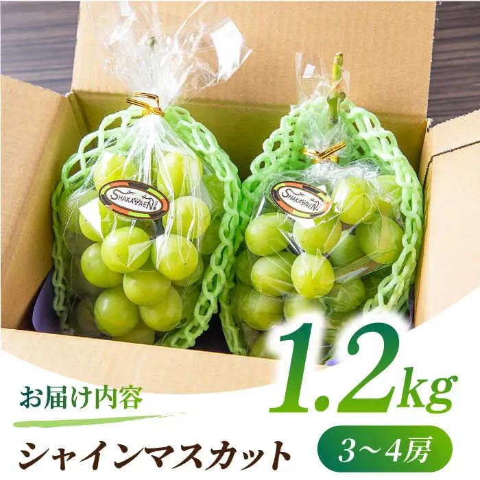 【2026年発送先行予約】シャインマスカット 1.2kg(3?4房)【合同会社 社方園】ぶどう 国産シャインマスカット 熊本県産 葡萄 [ZBZ012]