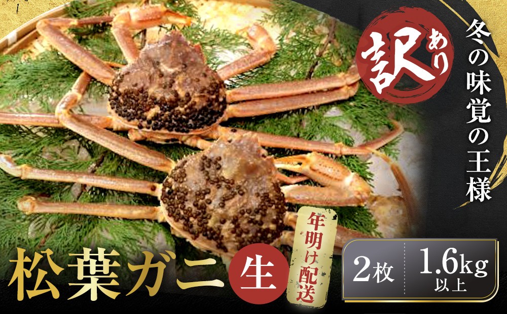 【先行予約】【訳アリ】松葉ガニ（生）2枚（計1.6kg以上）【年明け配送】【訳あり 松葉がに 松葉蟹 ズワイガニ 蟹 カニ かに 国産 人気 おすすめ 鳥取県 琴浦町 送料無料】
