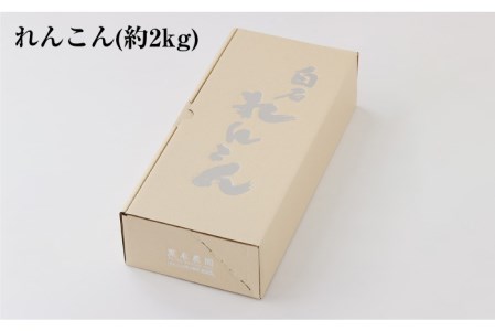 おいしさ絶品！こだわりれんこん 約2kg 化粧箱 （白）入り 【黒木農園】 [IAU001]